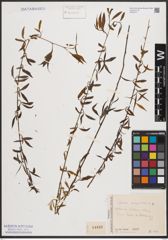 Foto von Salix babylonica L.